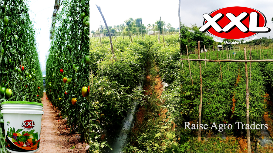  'XXL Fertilizers' High-nutrient tomato farming fertilizer